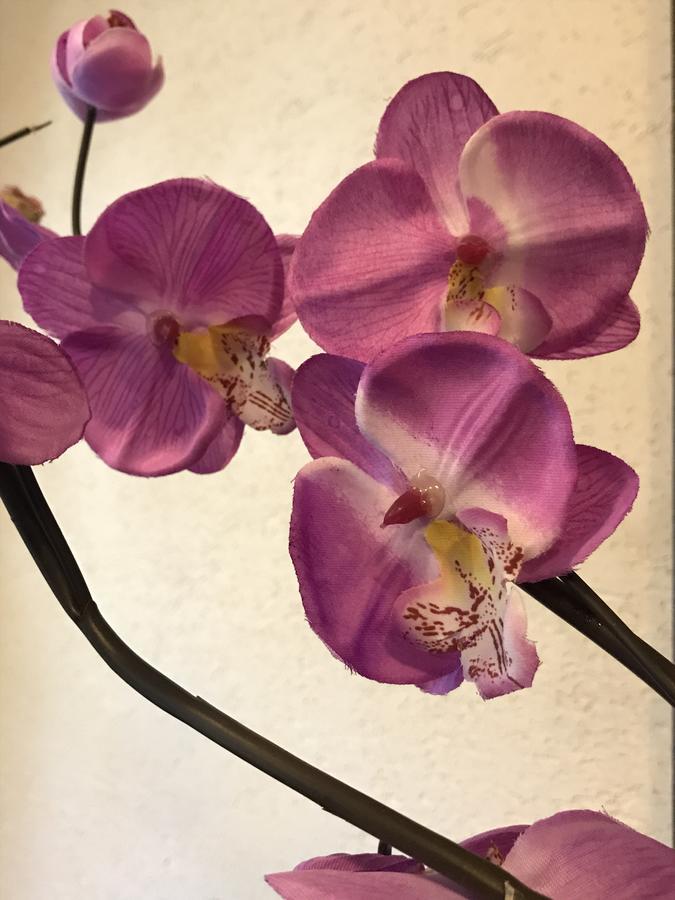 Chata Rosa Malenovice  외부 사진